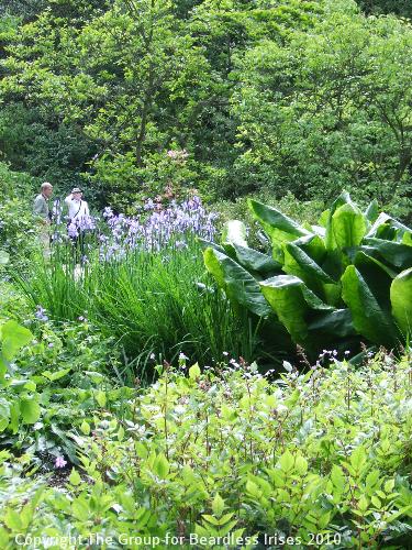 hidcote (23)